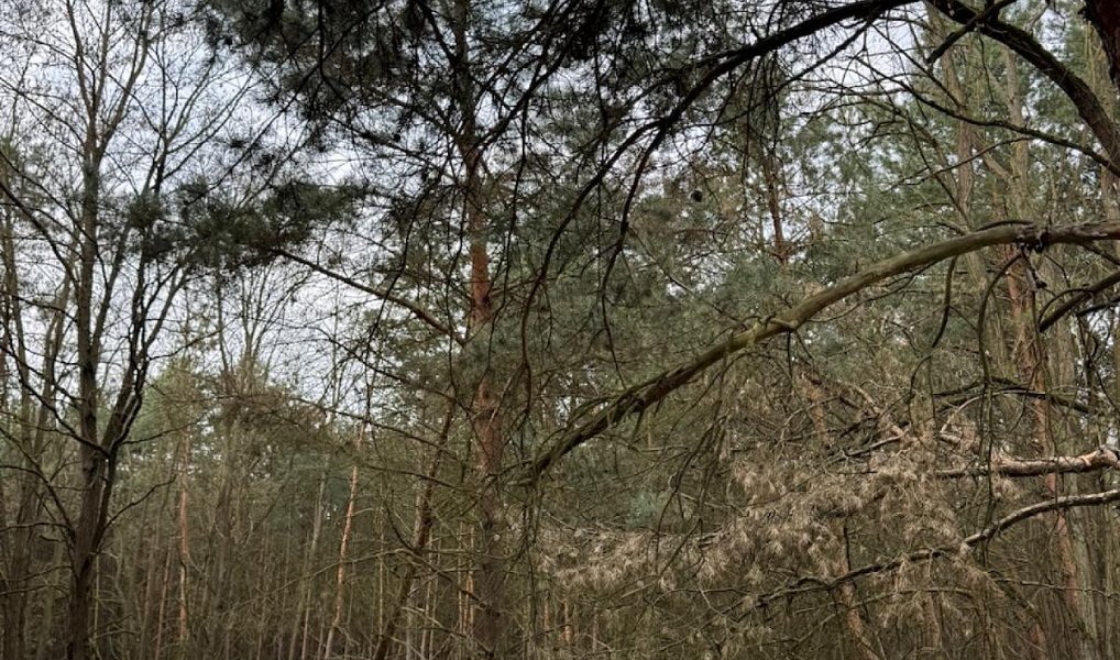 Prodej lesa 76 710 m², Račice – náhled fotky 3