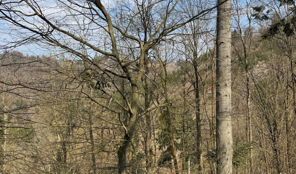 Prodej lesa 11 060 m², Záhoří – náhled fotky 4