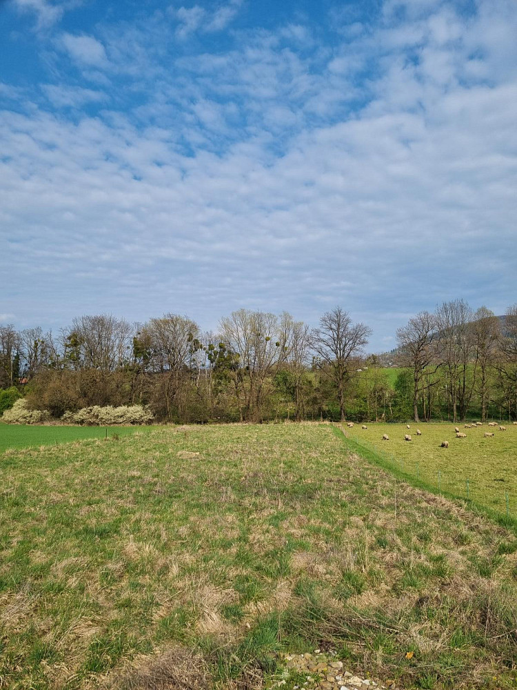 Pronájem pole 850 m²