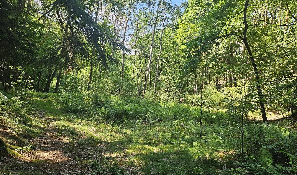 Prodej louky 16 229 m², Boseň – náhled fotky 15