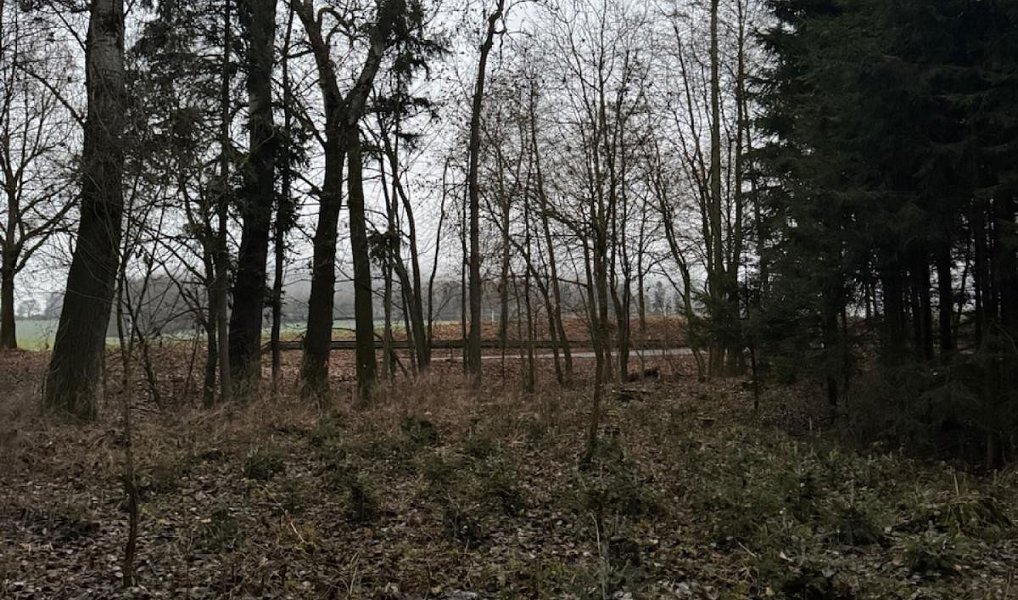 Prodej lesa 6 263 m², Předslav – náhled fotky 12