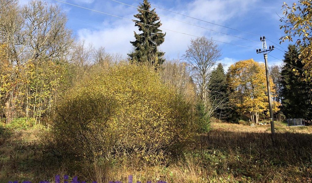 Prodej louky 3 963 m², Bedřichov – náhled fotky 4