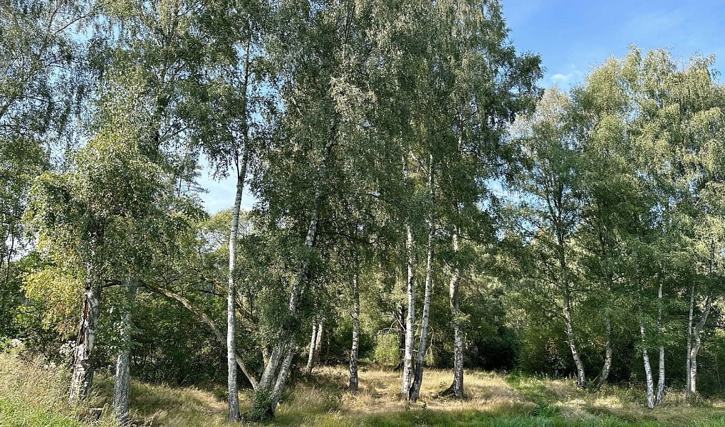 Prodej lesa 12 651 m², Dlouhý Újezd – náhled fotky 10