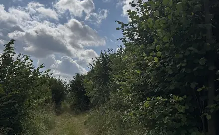 Prodej lesa 13 281 m², Česká Kamenice - Horní Kamenice, okres Děčín