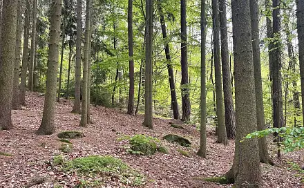 Prodej lesa 7 759 m², Sázavská, Jevany, okres Praha-východ