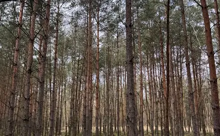Prodej lesa 76 710 m², Račice