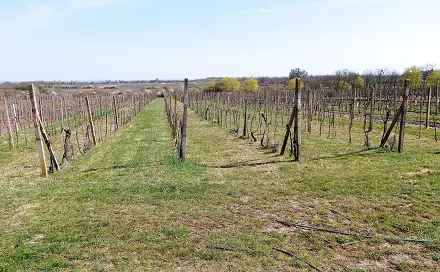 Ostatní