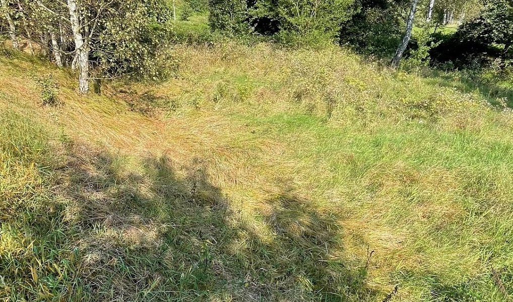 Prodej louky 14 798 m², Šluknov – náhled fotky 4