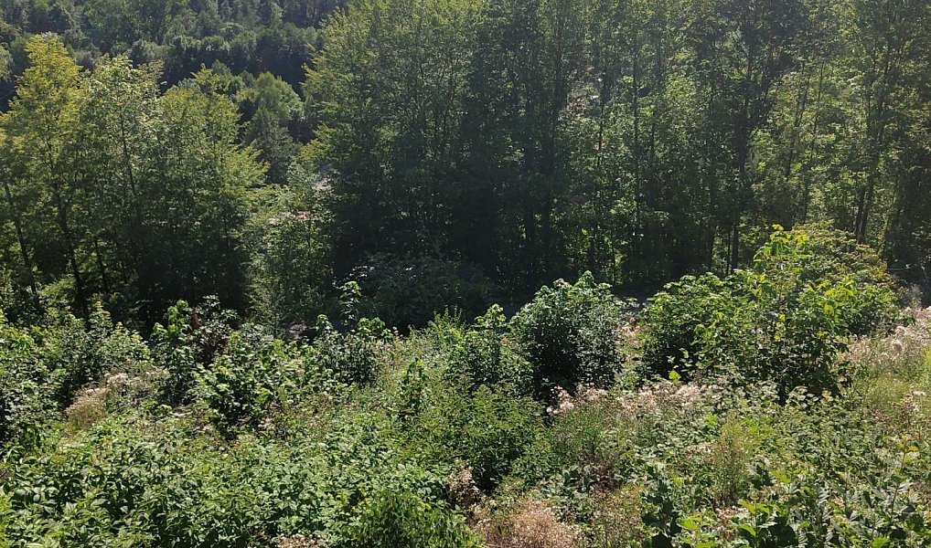 Prodej lesa 4 922 m², Benešov u Semil – náhled fotky 3
