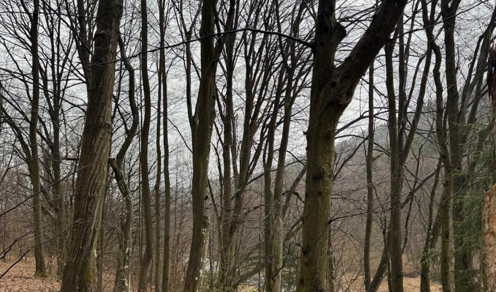 Prodej lesa 16 650 m², Zděchov – náhled fotky 2