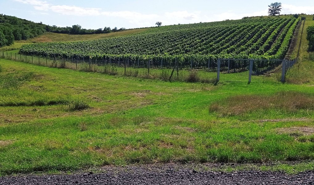 Prodej pozemku 90 769 m², Dolní Dunajovice – náhled fotky 8