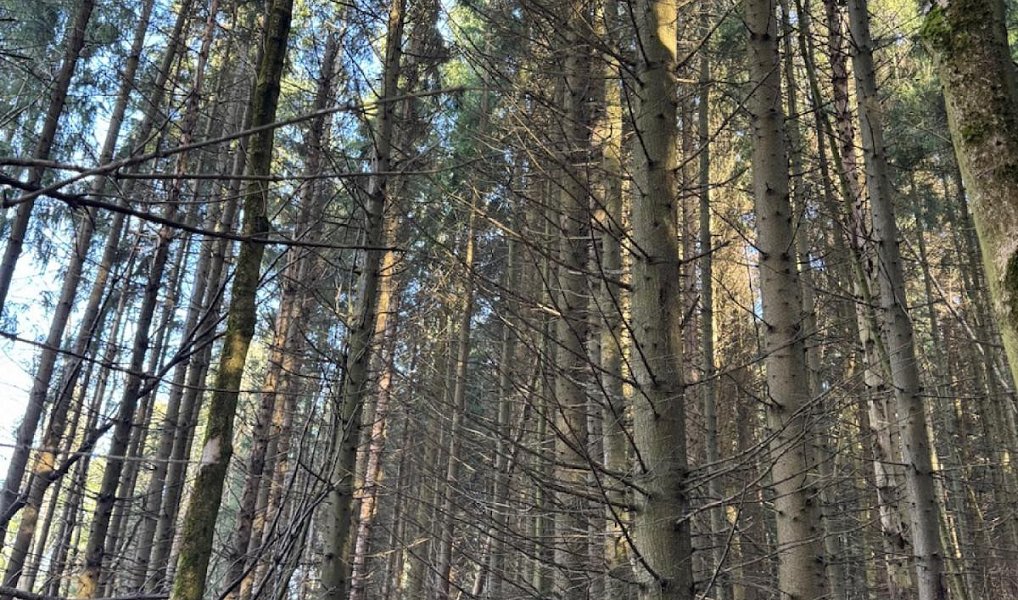 Prodej lesa 14 111 m², Proseč pod Ještědem – náhled fotky 10