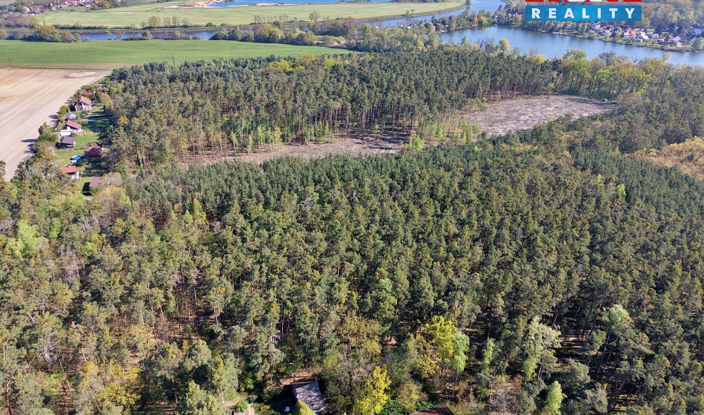 Prodej lesa 4 769 m², Sadská – náhled fotky 2