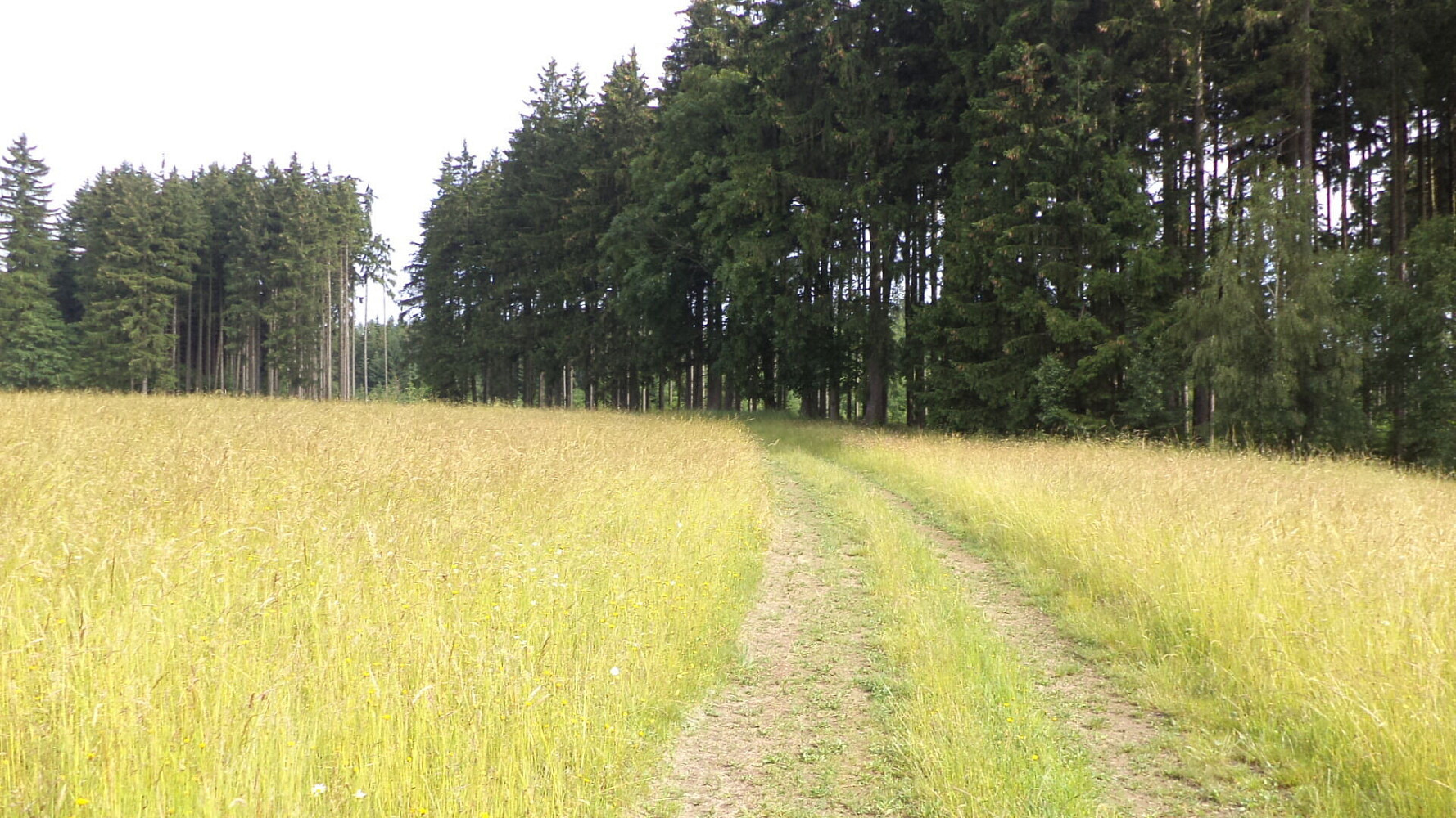 Prodej pozemku 4 031 m² – fotografie 3