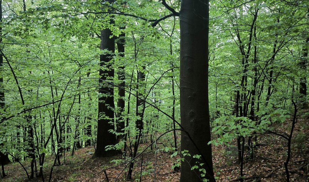 Prodej lesa 23 360 m², Bernartice – náhled fotky 6