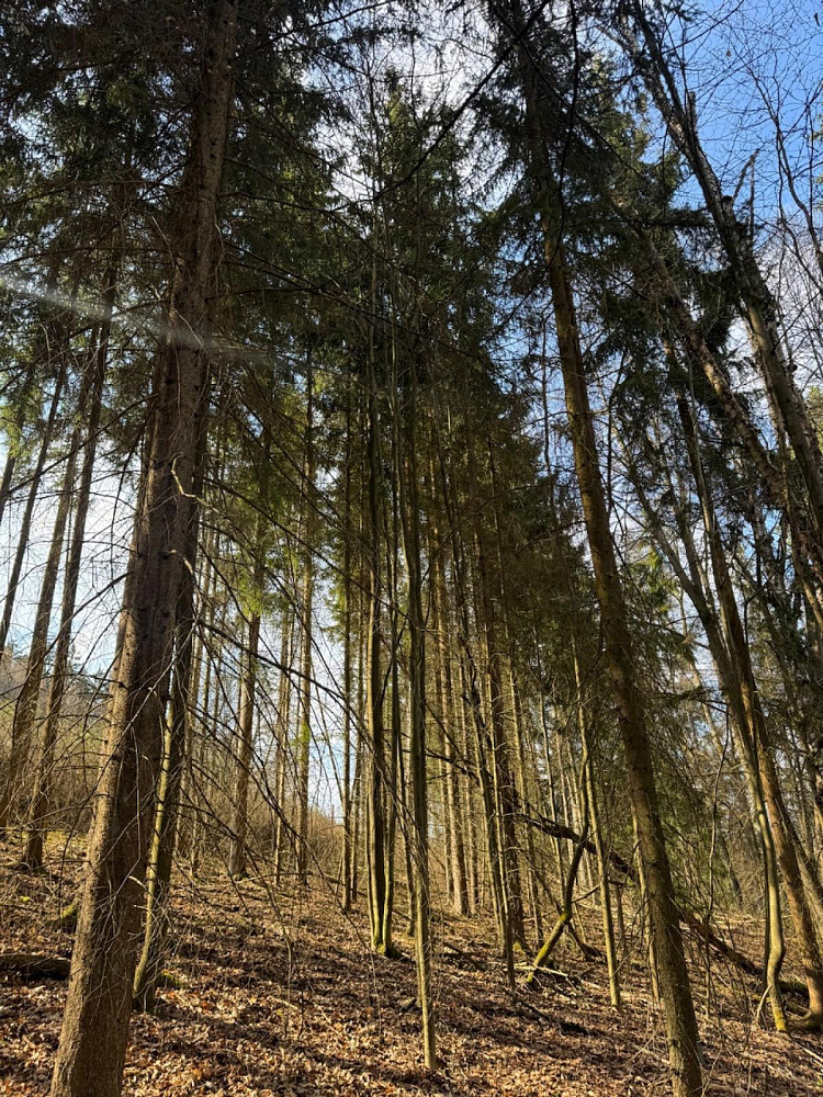 Prodej lesa 4 730 m² – fotografie 4
