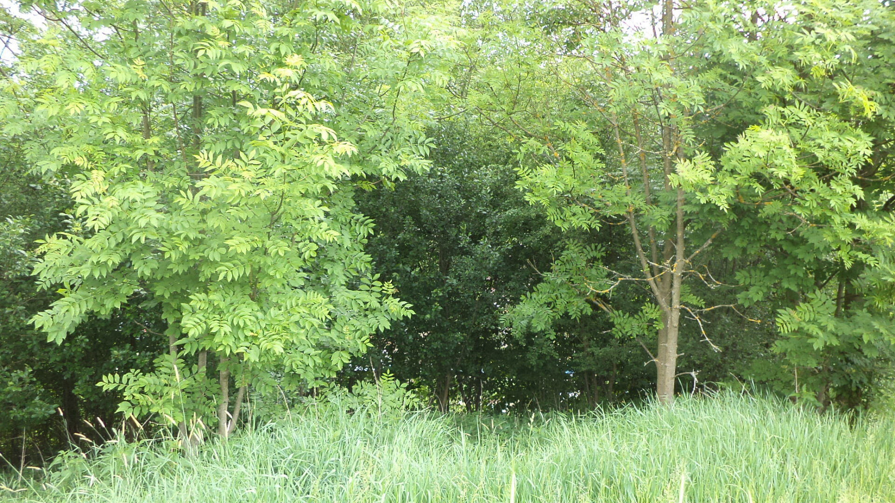 Prodej stavebního pozemku 1 135 m² – fotografie 4