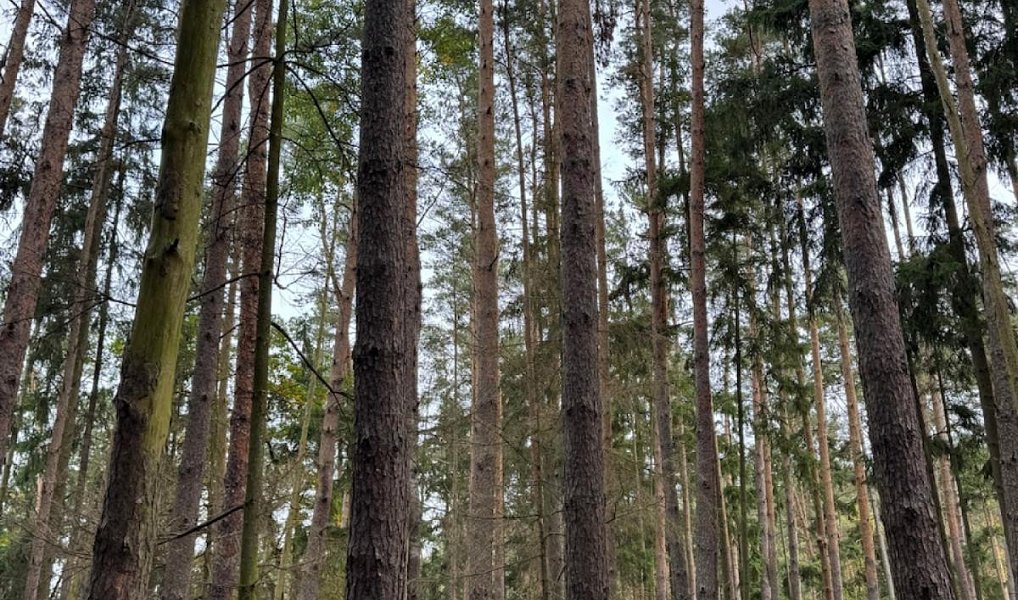 Prodej lesa 2 788 m², Chrášťany – náhled fotky 8