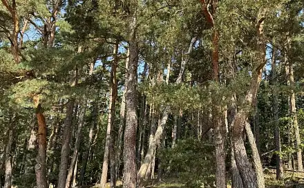 Prodej pozemku 3 093 m², Hradiště - Nýřany