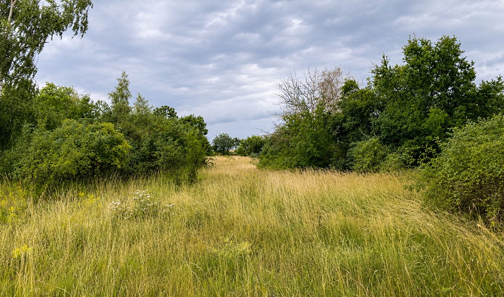 Prodej pozemku 5 606 m², Číčovice – náhled fotky 4