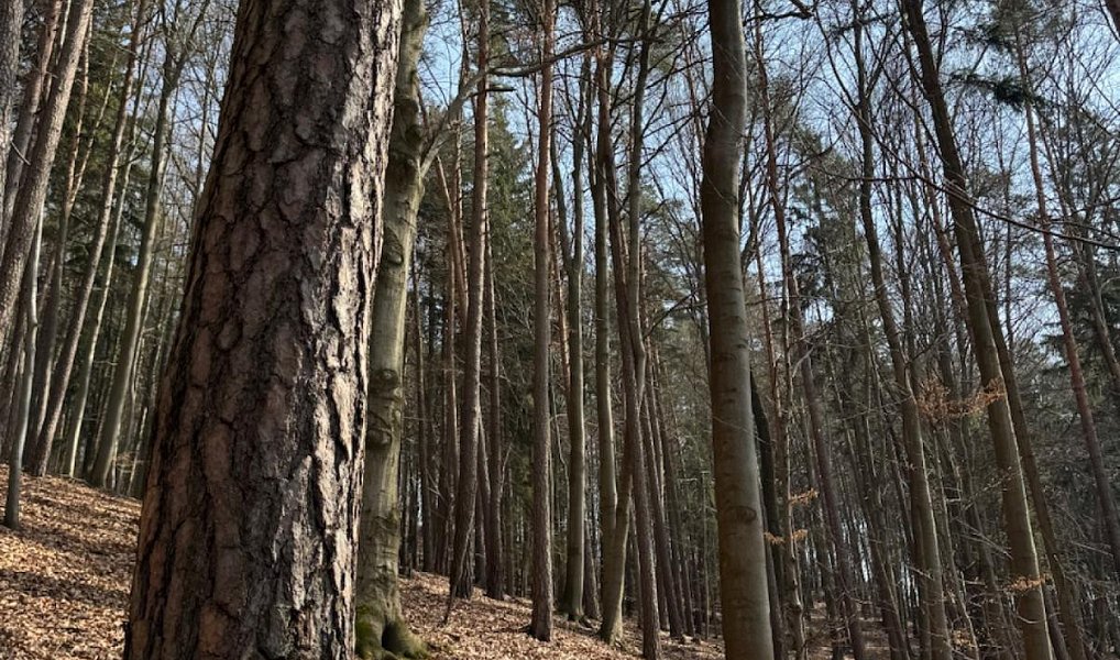 Prodej lesa 36 947 m², Bohutín – náhled fotky 3