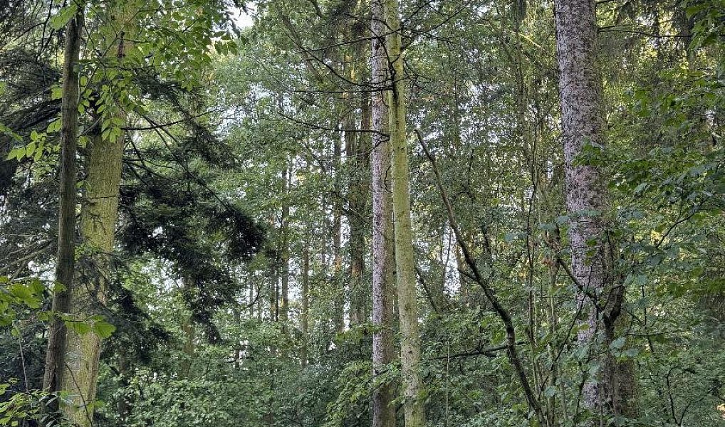 Prodej pozemku 2 784 m², Vršovka – náhled fotky 8