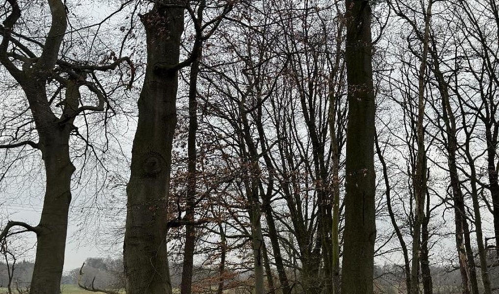 Prodej lesa 5 328 m², Nýřany – náhled fotky 2