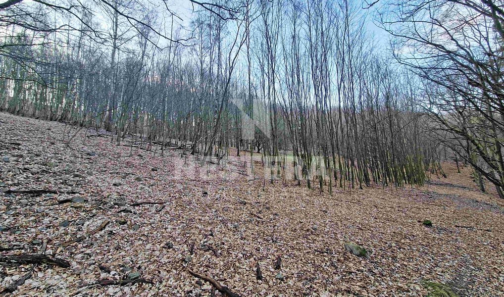 Prodej louky 10 301 m², Jílové u Prahy – fotka 1 z 10