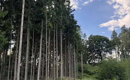 Prodej lesa 7 956 m², Jiříkov - Starý Jiříkov, okres Děčín