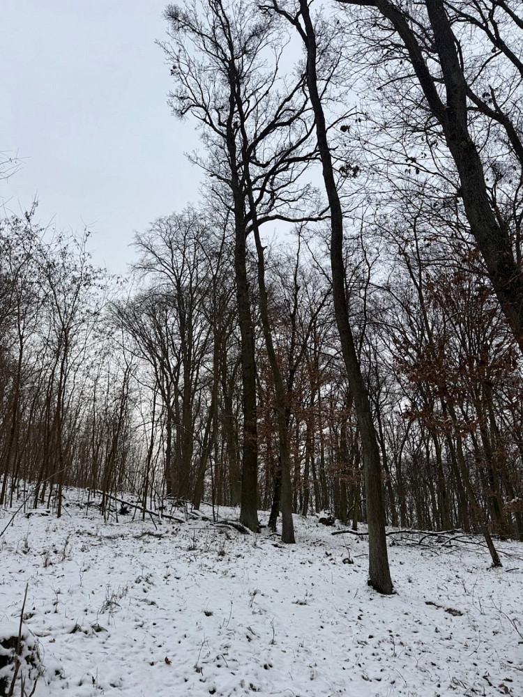 Prodej lesa 1 075 m²