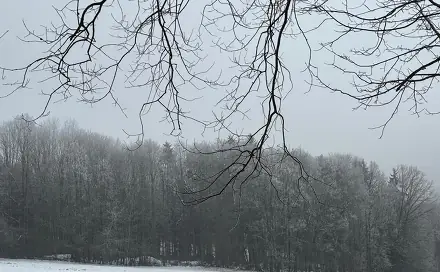 Prodej lesa 5 446 m², Brloh - Císařský