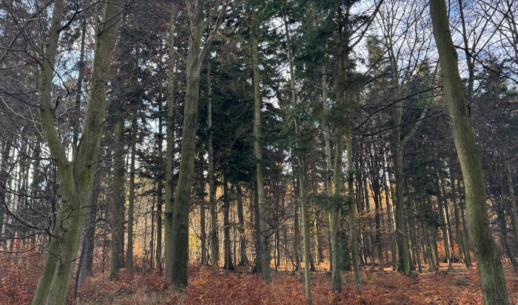 Prodej lesa 9 585 m², Dzbel – náhled fotky 15