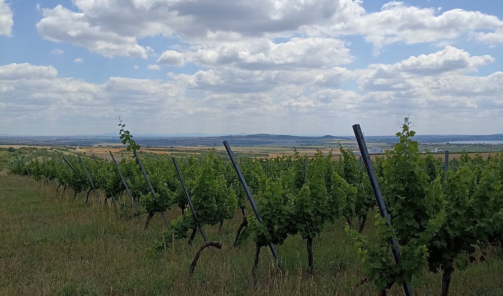 Prodej pozemku 13 493 m², Starovice – náhled fotky 5