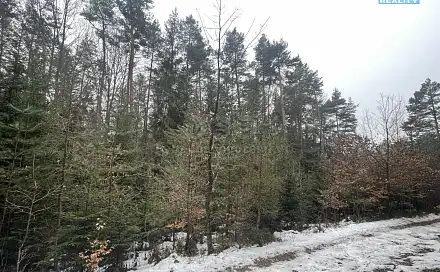 Prodej lesa 12 219 m², Záhoří - Smrčí, okres Semily