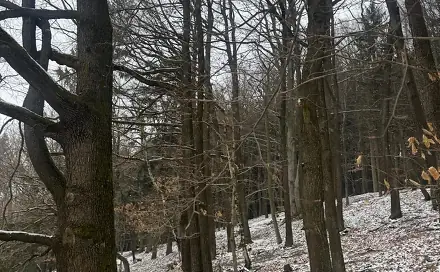 Prodej lesa 3 331 m², Vlčková - Nová Huť