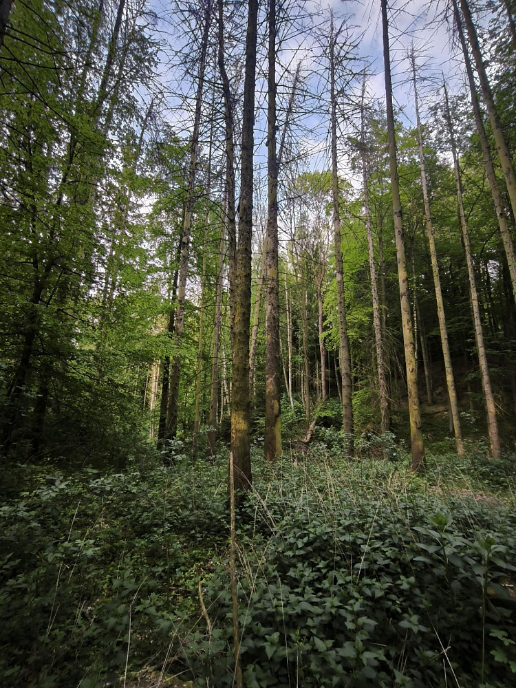 Prodej lesa 1 785 m²