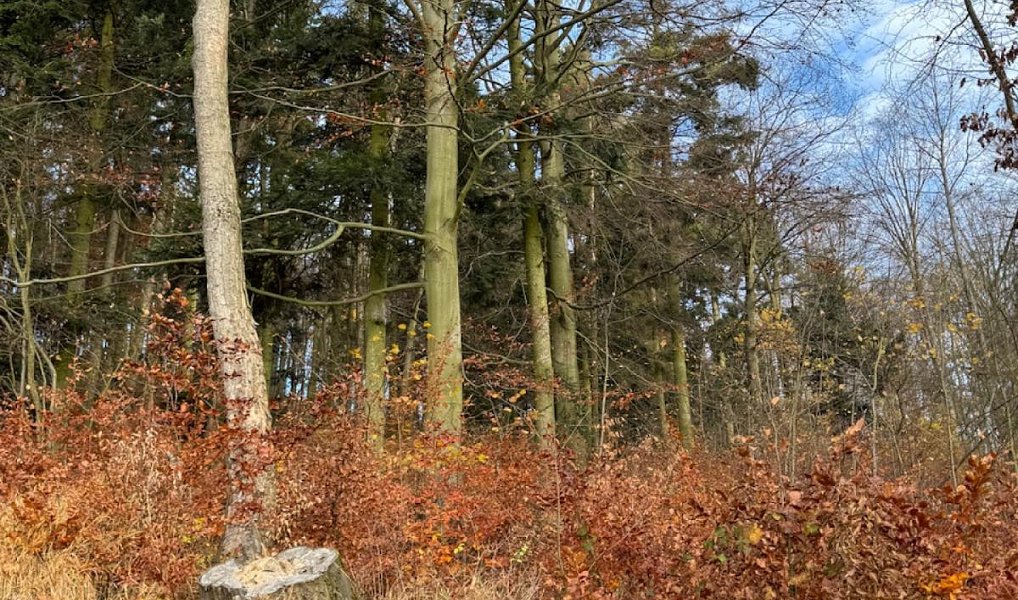 Prodej lesa 9 585 m², Dzbel – náhled fotky 5