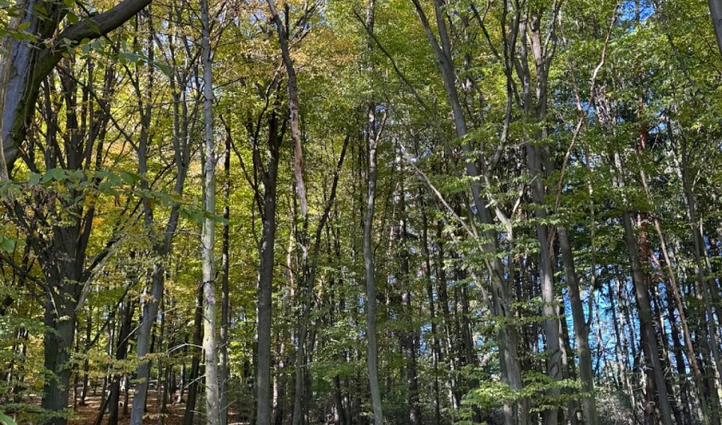 Prodej lesa 6 148 m², Líšnice – náhled fotky 2