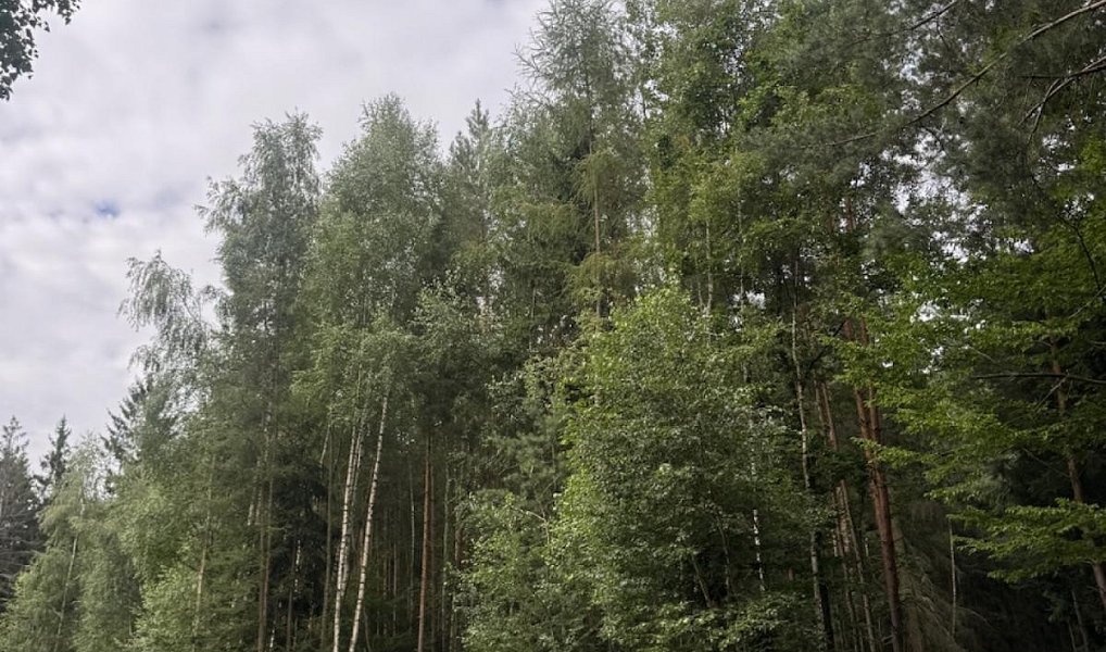 Prodej lesa 11 311 m², Velešovice – náhled fotky 2
