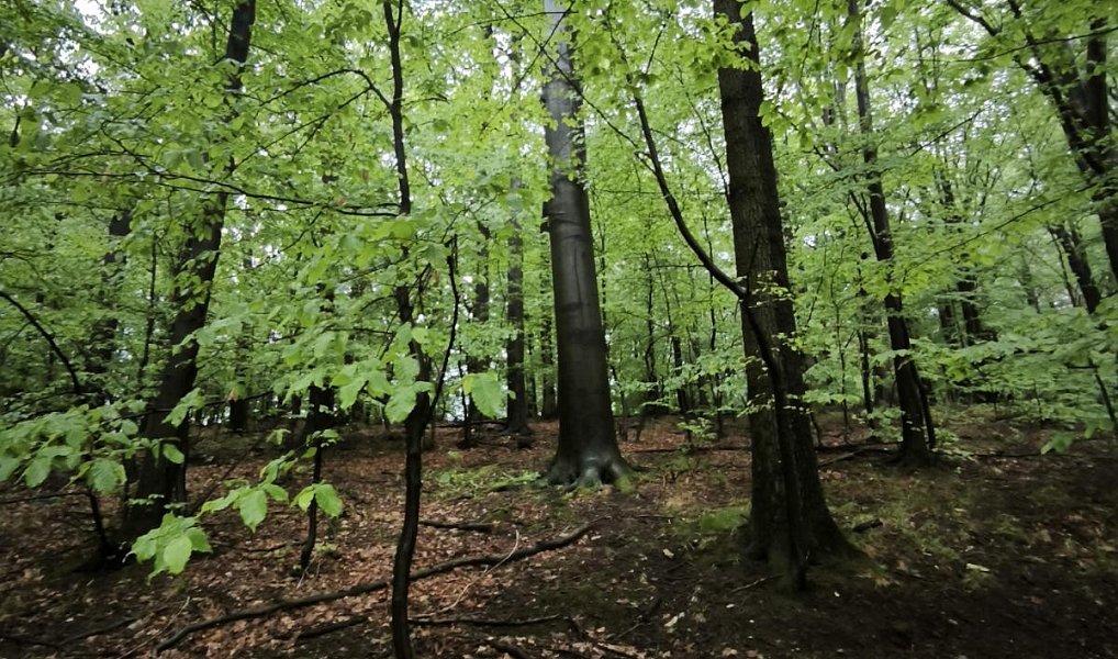 Prodej lesa 23 360 m², Bernartice – náhled fotky 8
