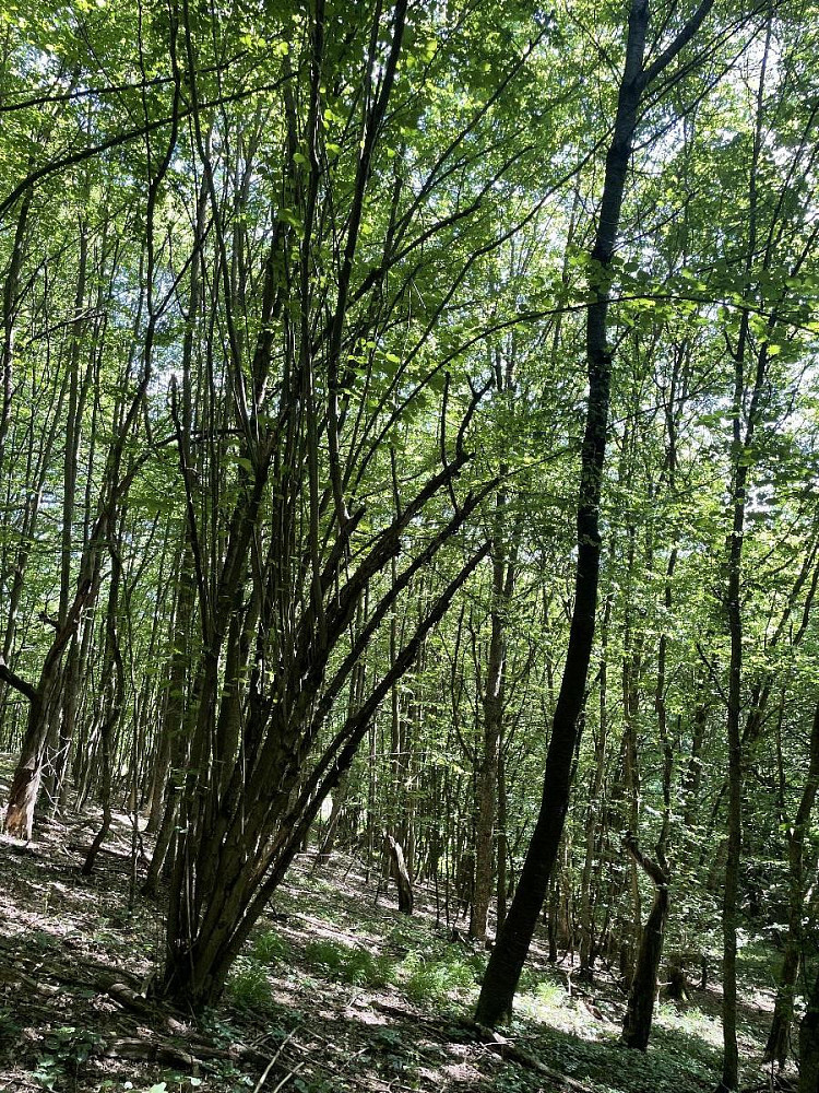 Prodej lesa 2 906 m² – další