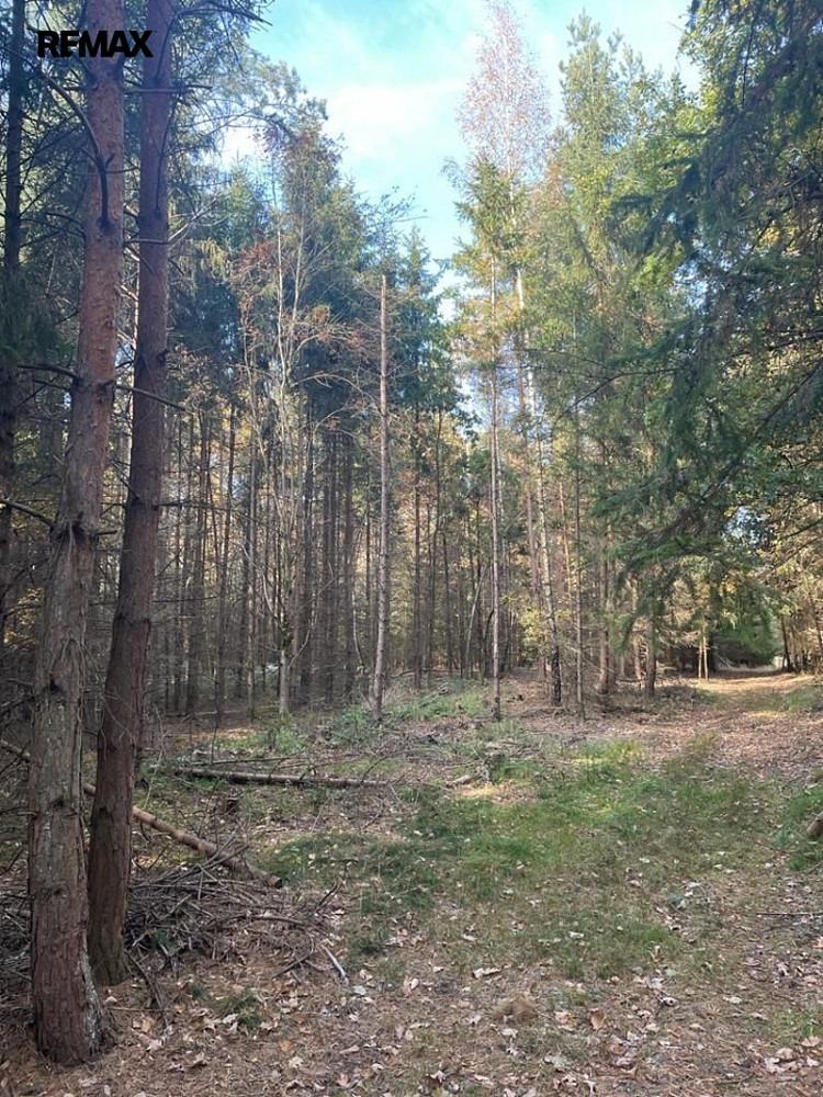 Prodej lesa 1 919 m² – fotografie 5