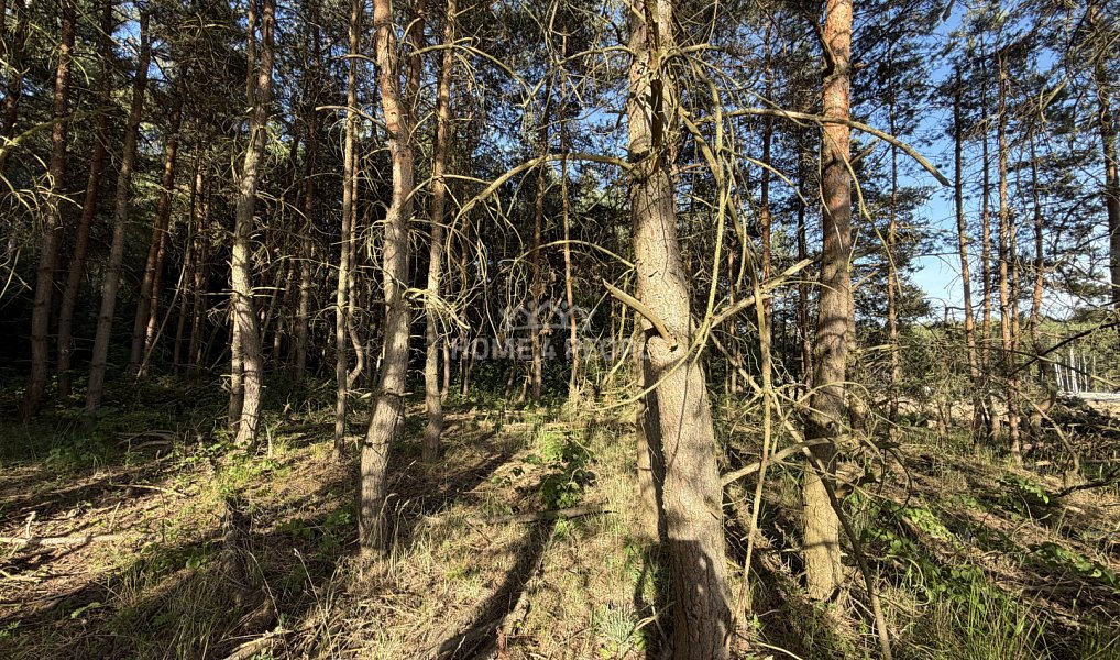 Prodej lesa 4 000 m², Háje – náhled fotky 6