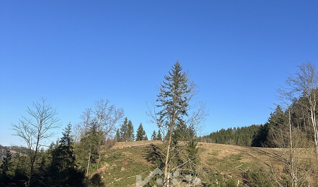 Prodej louky 14 441 m², Bozkov – náhled fotky 9