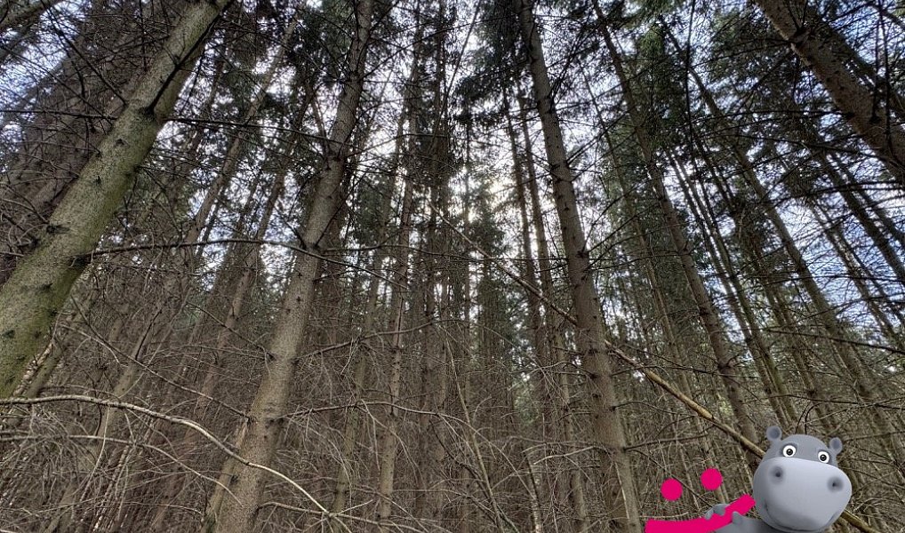 Prodej lesa 6 656 m², Luhačovice – náhled fotky 5