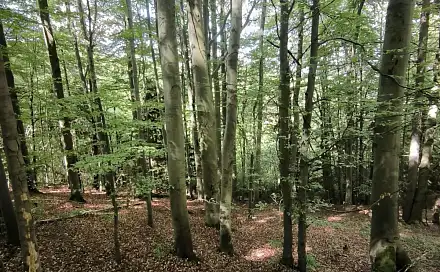 Prodej lesa 21 241 m², Nový Hrozenkov - Velešovice