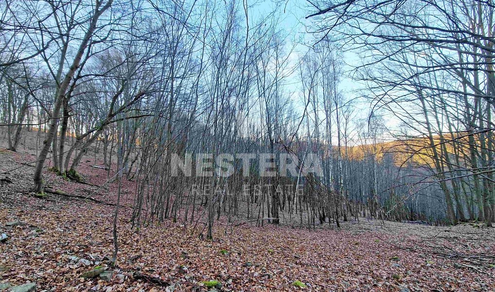 Prodej louky 10 301 m², Jílové u Prahy – náhled fotky 6