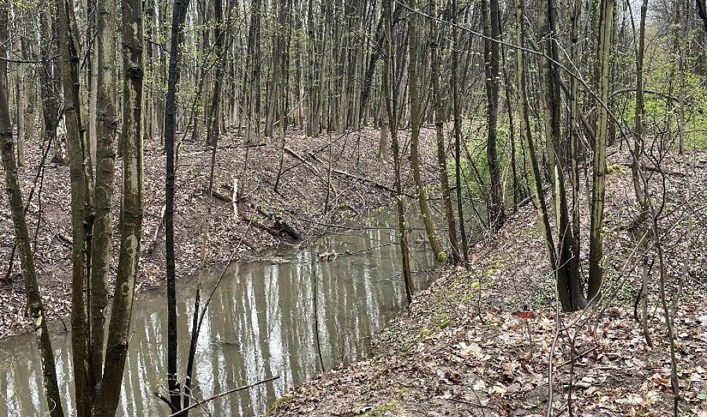 Prodej lesa 7 559 m², Nýřany – náhled fotky 2