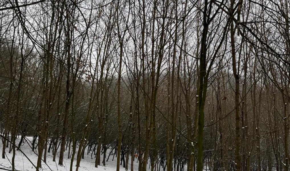 Prodej lesa 20 326 m², Chotiměř – náhled fotky 6