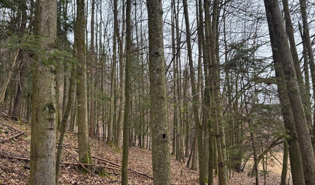 Prodej lesa 16 650 m², Zděchov – náhled fotky 4